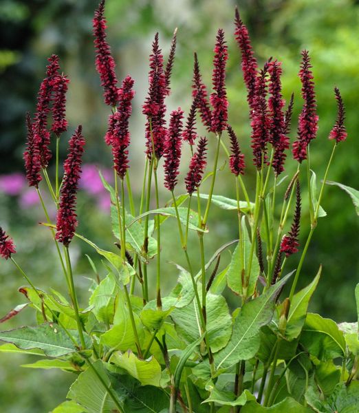 Persicaria amplexicaulis 'Blackfield'